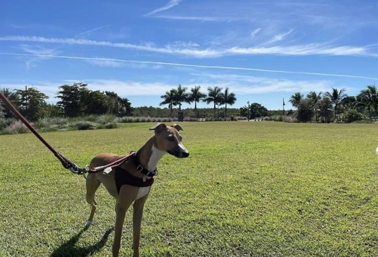 Spotlight: Italian Greyhound