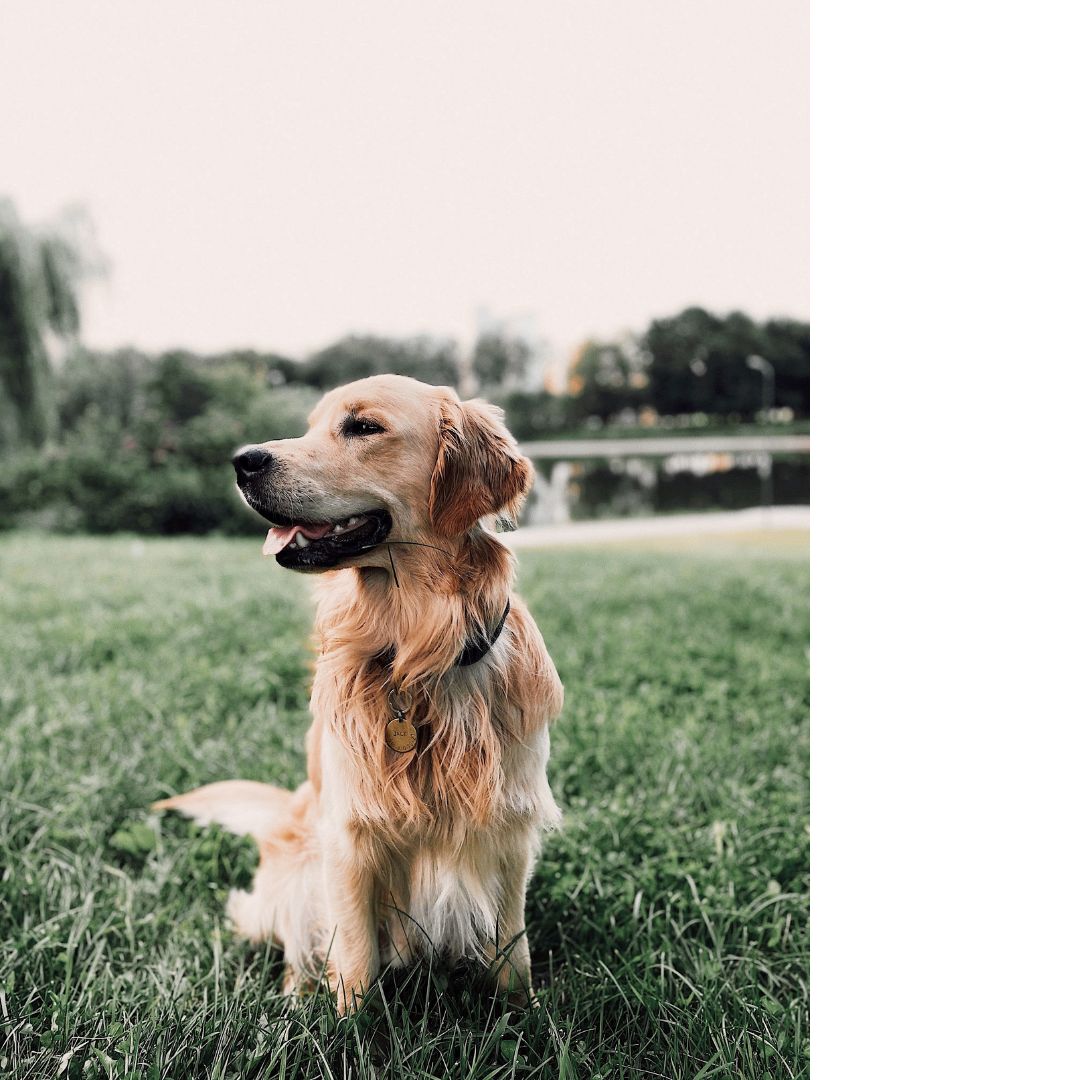 Spotlight: Golden Retriever