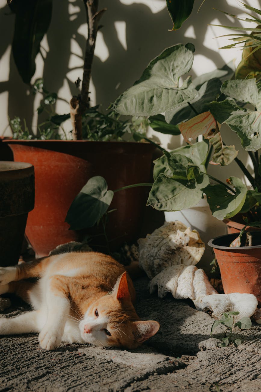 Get On Board with the Plant Parent Trend: Pet-Safe, Non-Toxic, and Easy to Care for Plants for Your Home
