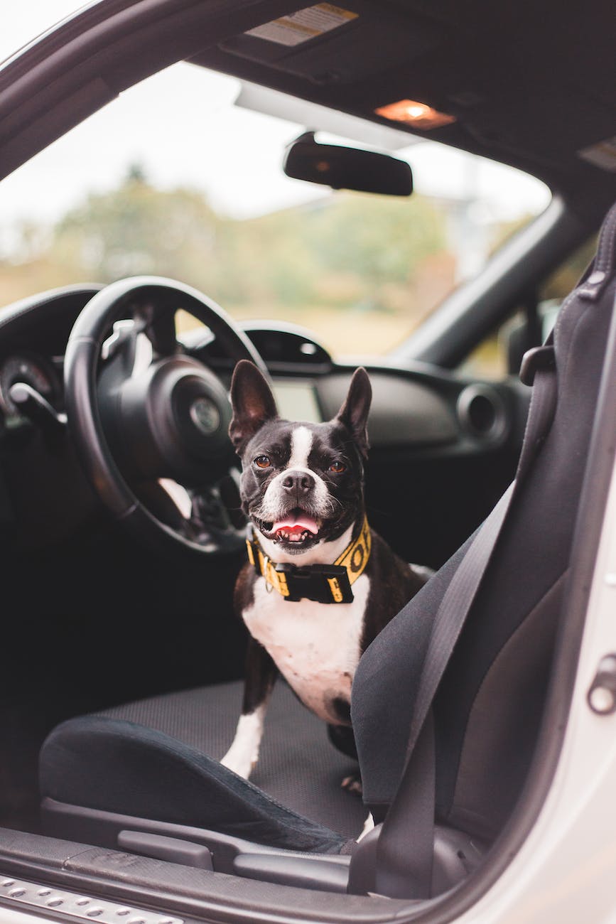 Choosing the Perfect Car Seat for Your Furry Friend