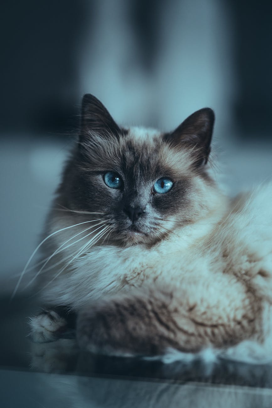 Spotlight: Birman Cats