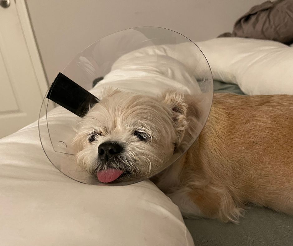 Our Journey with ACL Surgery