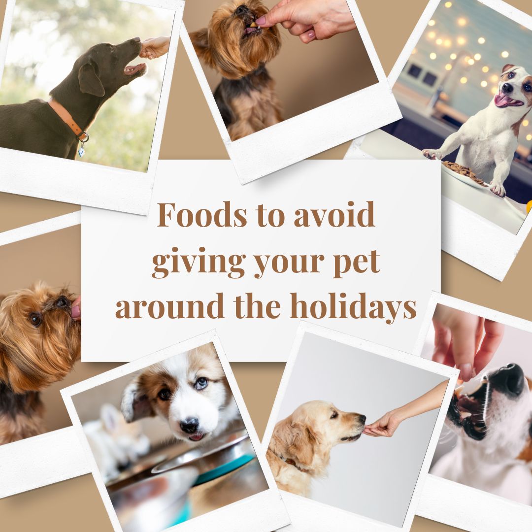 Feast Without Fido: Foods to Avoid Giving Your Dog on the holidays