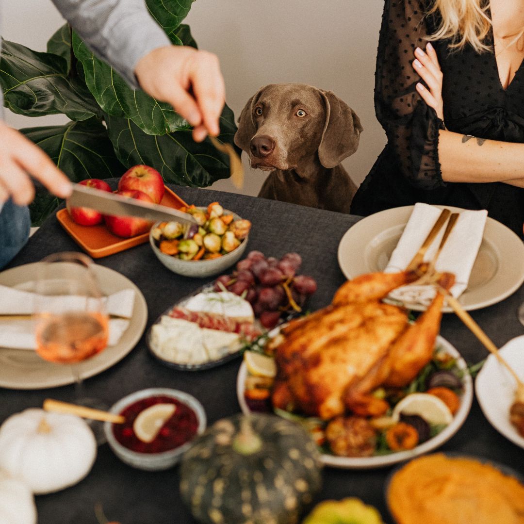 Guide to Holiday Feasts for your furry friend