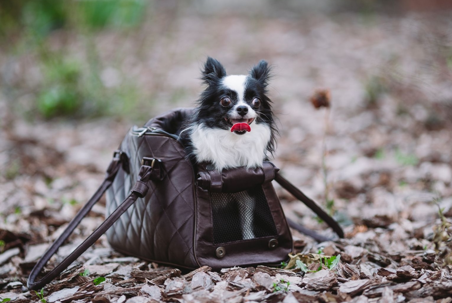 How to Jet-Set with Style: Adorable and Airline-Approved Dog Carriers for Traveling Pups!
