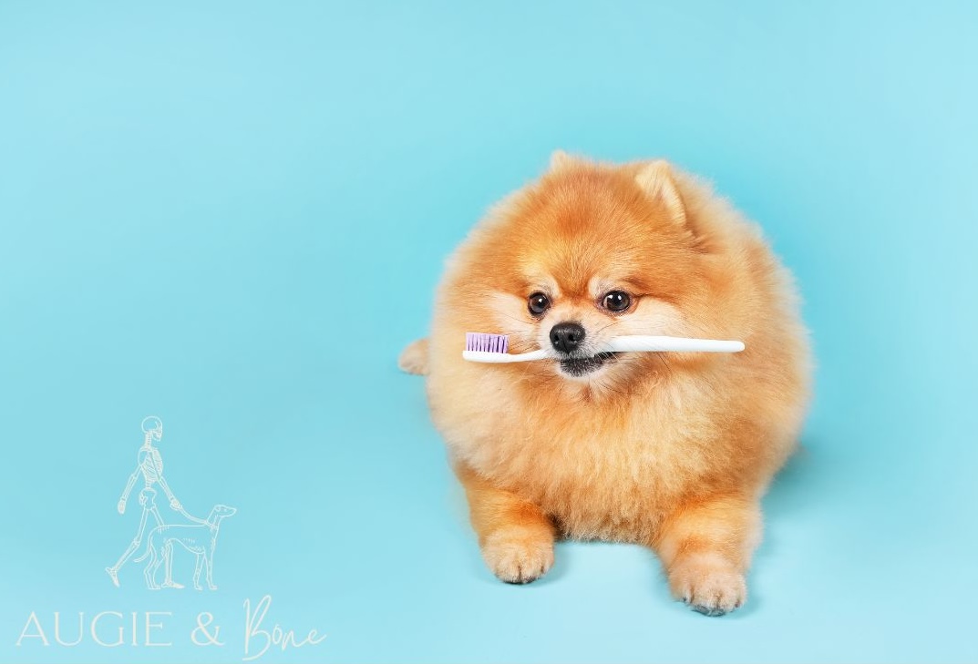 The Importance of Brushing Your Dog’s Teeth: A Guide to Canine Dental Health