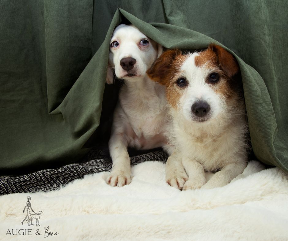 What to do with your pets during a hurricane